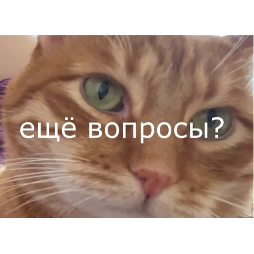 🤨 Стикер «Брайн Мапс №2» для Telegram