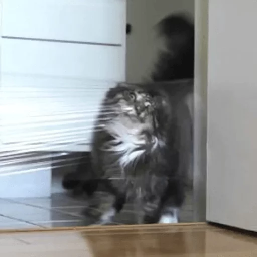 😵 Стикер «Broken Cats» для Telegram