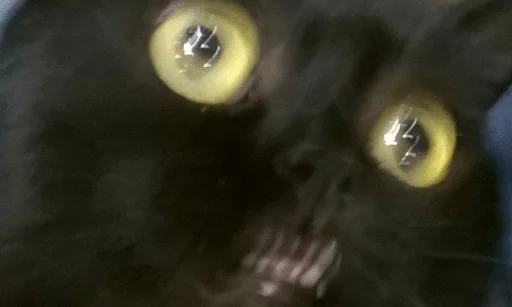 😾 Стикер «Broken Cats» для Telegram
