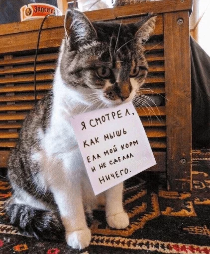 😿 Стикер «Broken Cats» для Telegram