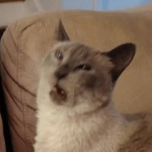 😾 Стикер «Broken Cats» для Telegram