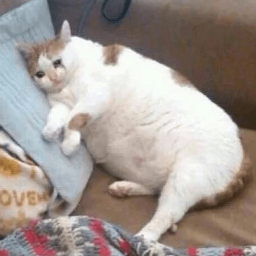 😿 Стикер «Broken Cats» для Telegram