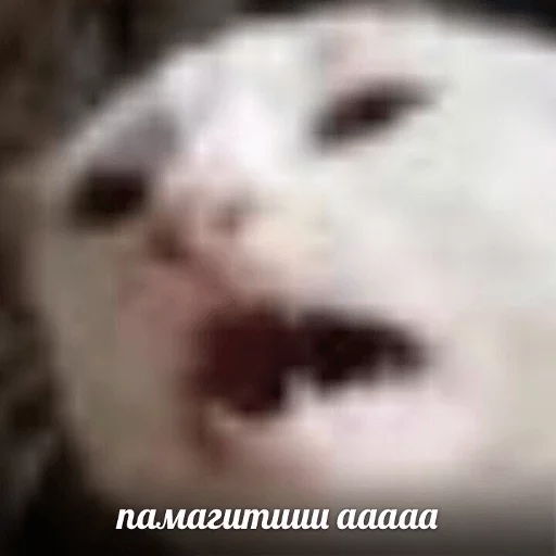 😢 Стикер «Broken Cats» для Telegram