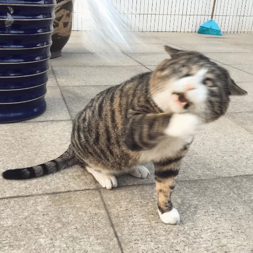 😾 Стикер «Broken Cats» для Telegram