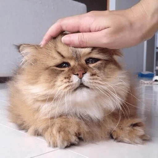 😿 Стикер «Broken Cats» для Telegram