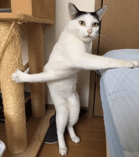 🙀 Стикер «Broken Cats» для Telegram