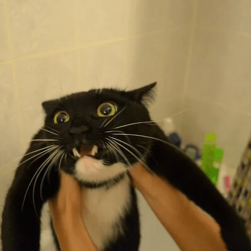 😖 Стикер «Broken Cats» для Telegram