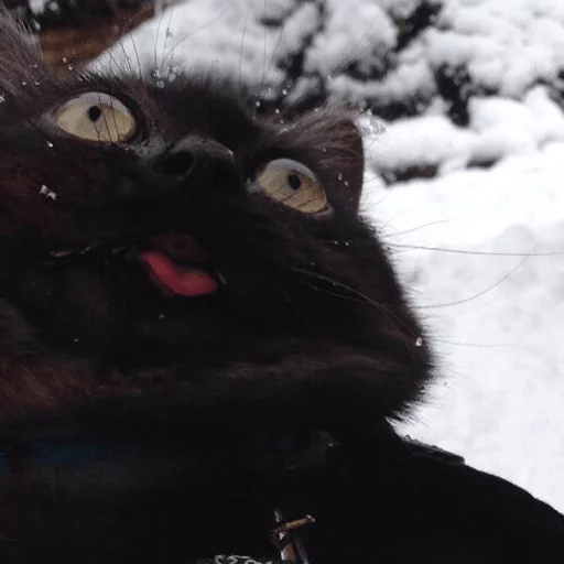 ❄ Стикер «Broken Cats» для Telegram