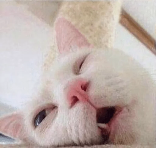 😾 Стикер «Broken Cats» для Telegram