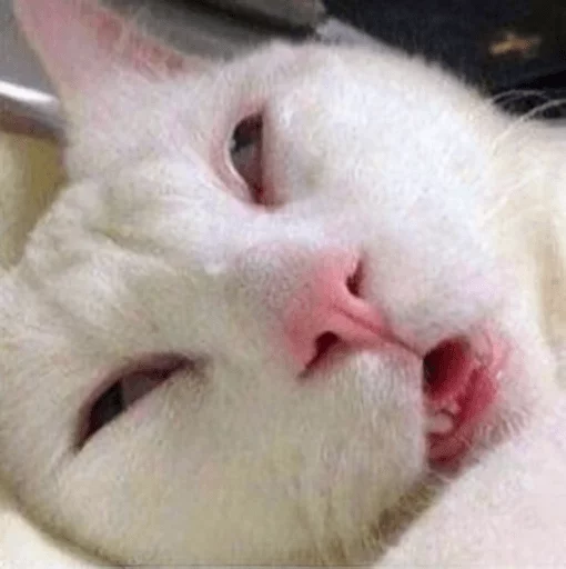 😾 Стикер «Broken Cats» для Telegram