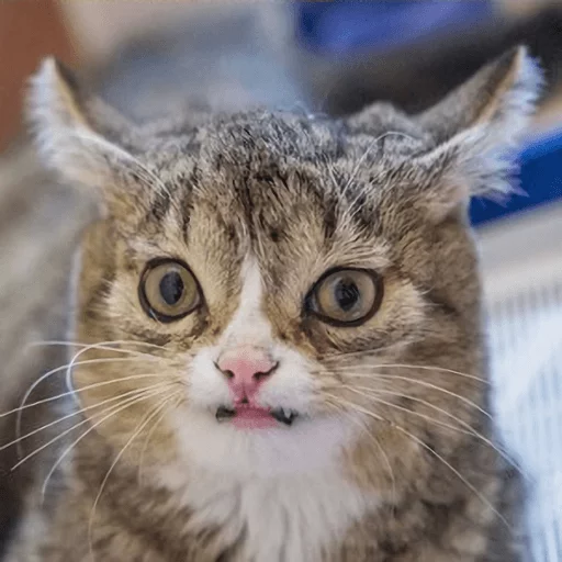 😧 Стикер «Broken Cats» для Telegram