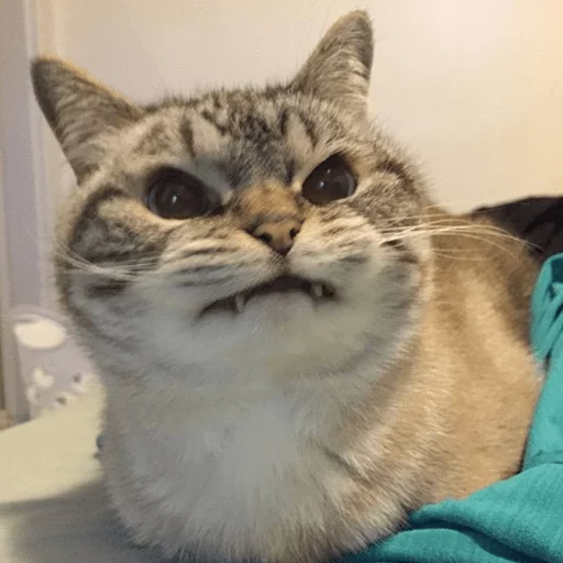 😈 Стикер «Broken Cats» для Telegram