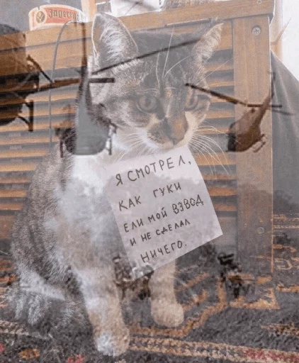 😿 Стикер «Broken Cats» для Telegram
