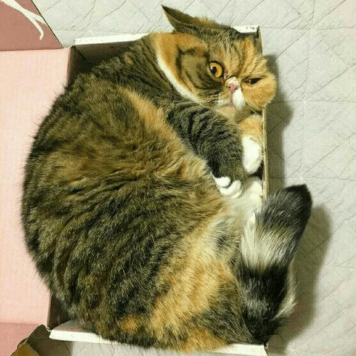 😾 Стикер «Broken Cats» для Telegram