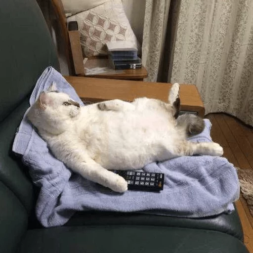 📺 Стикер «Broken Cats» для Telegram