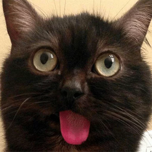😜 Стикер «Broken Cats» для Telegram