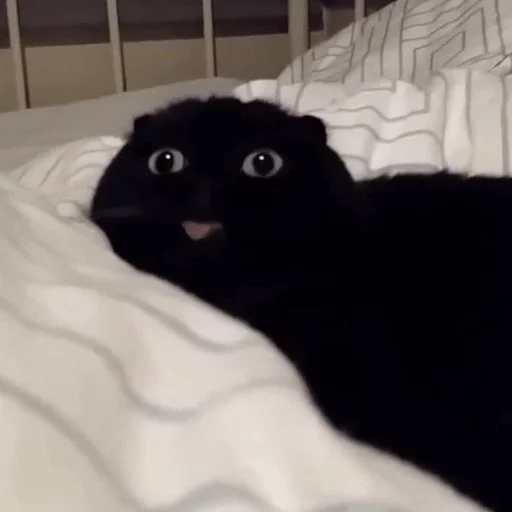 😝 Стикер «Broken Cats» для Telegram