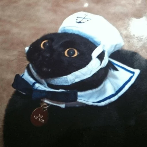 ⛵ Стикер «Broken Cats» для Telegram