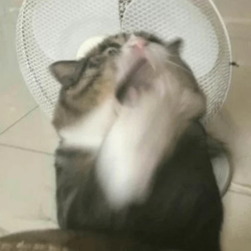 🙀 Стикер «Broken Cats» для Telegram