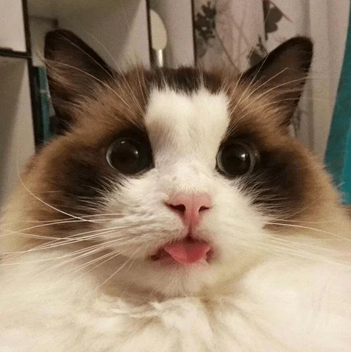 😝 Стикер «Broken Cats» для Telegram