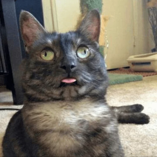 😝 Стикер «Broken Cats» для Telegram