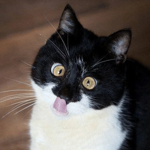 😝 Стикер «Broken Cats» для Telegram