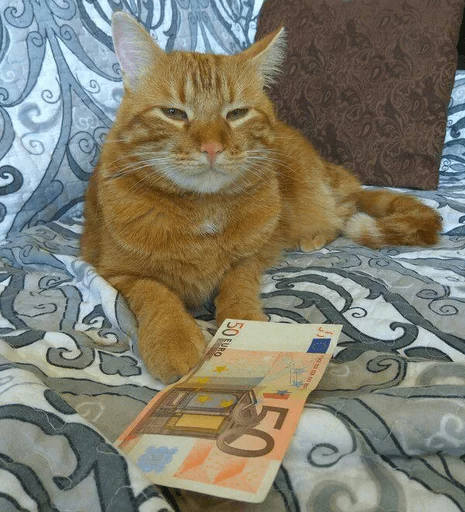 💵 Стикер «Broken Cats» для Telegram