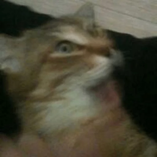 🙀 Стикер «Broken Cats» для Telegram