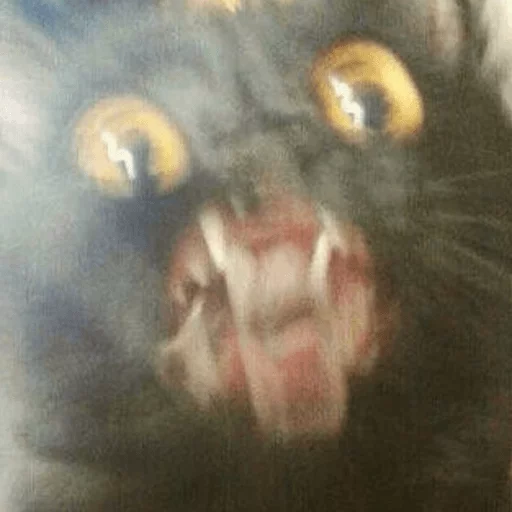 😡 Стикер «Broken Cats» для Telegram