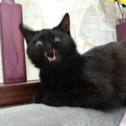 😡 Стикер «Broken Cats» для Telegram