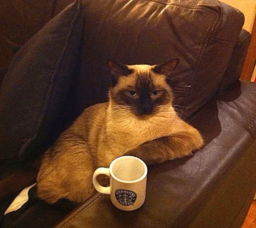 ☕️ Стикер «Broken Cats» для Telegram