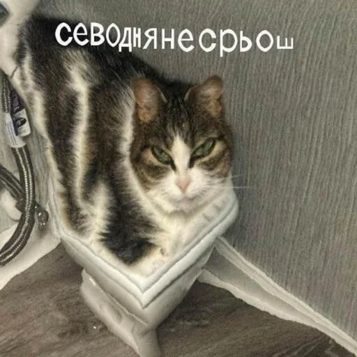 🧻 Стикер «Кривые животные» для Telegram