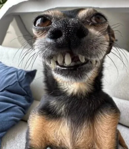 🤪 Стикер «Кривые животные» для Telegram