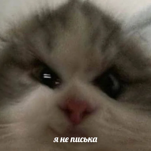 😏 Стикер «Кривые животные» для Telegram