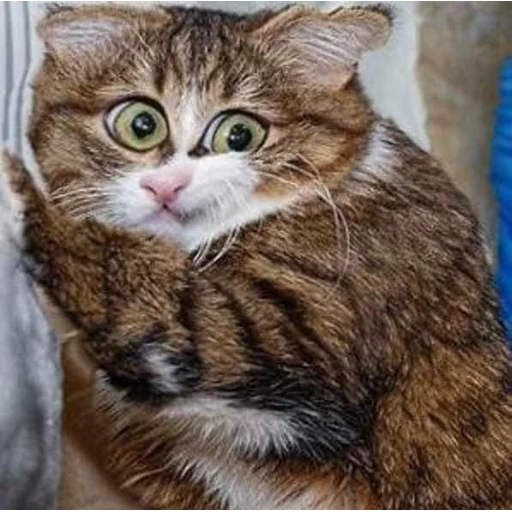 🤨 Стикер «Кривые животные» для Telegram