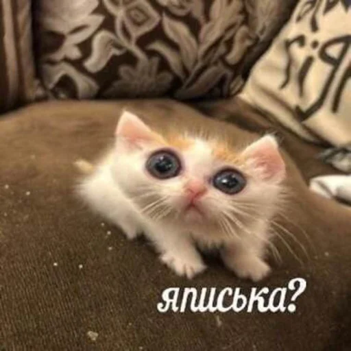 😳 Стикер «Кривые животные» для Telegram