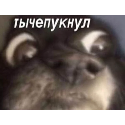 🤢 Стикер «Кривые животные» для Telegram