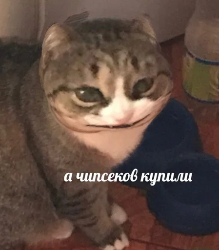 😄 Стикер «Кривые животные» для Telegram