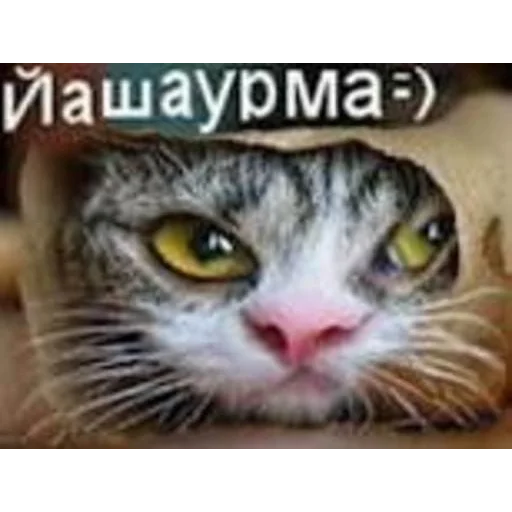 🫔 Стикер «Кривые животные» для Telegram