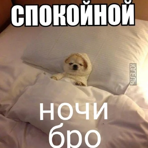 😴 Стикер «броо» для Telegram