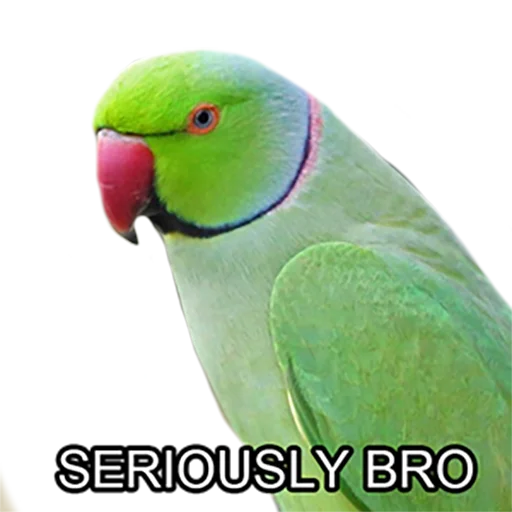 😐 Стикер «Bro Parrot» для Telegram