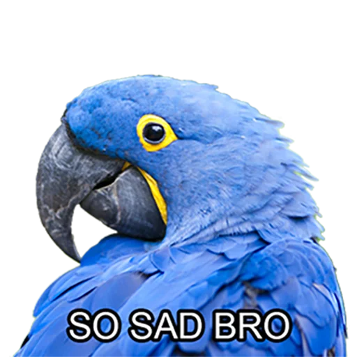 😢 Стикер «Bro Parrot» для Telegram