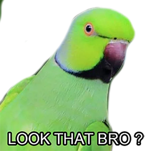 👀 Стикер «Bro Parrot» для Telegram