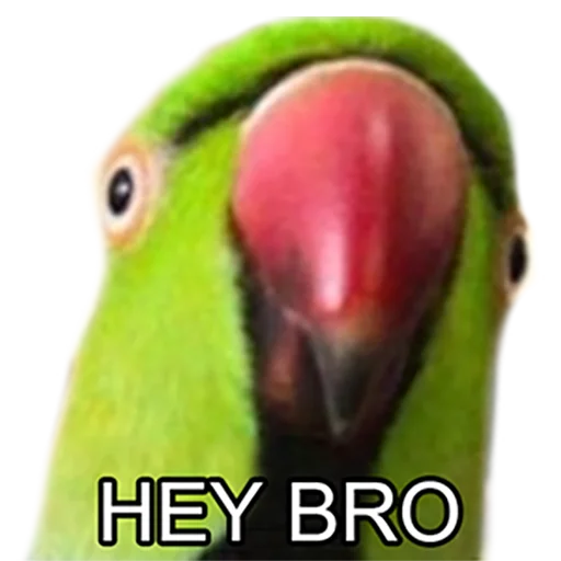 Стикерпак Bro Parrot для Telegram