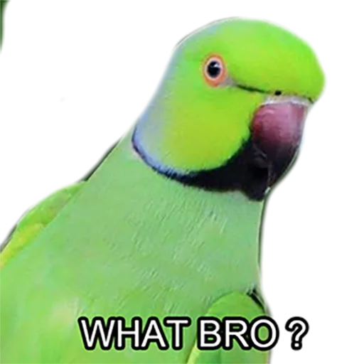 😮 Стикер «Bro Parrot» для Telegram