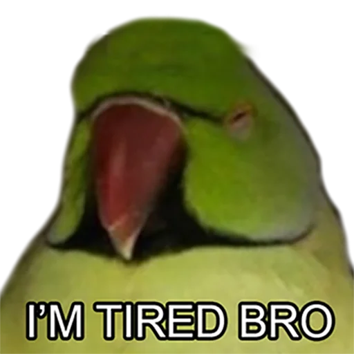 😴 Стикер «Bro Parrot» для Telegram