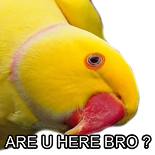 😶 Стикер «Bro Parrot» для Telegram
