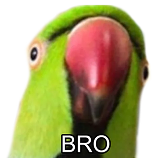 😃 Стикер «Bro Parrot» для Telegram