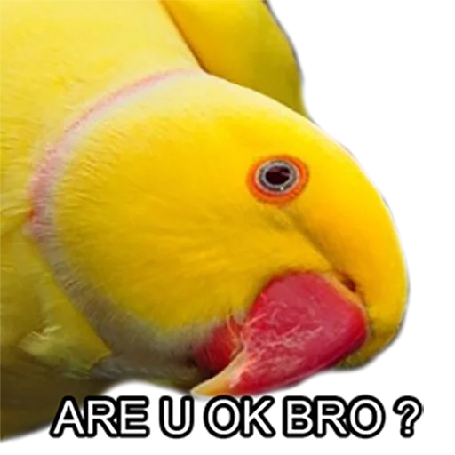 😀 Стикер «Bro Parrot» для Telegram