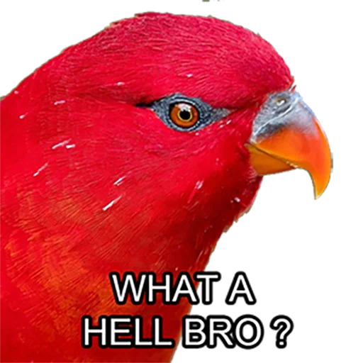 😡 Стикер «Bro Parrot» для Telegram